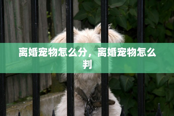 离婚宠物怎么分，离婚宠物怎么判